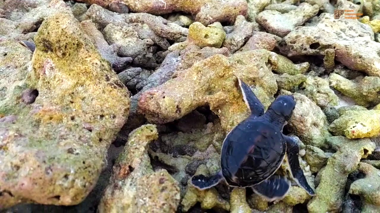 asian nature conservation foundation A baby green turtle's journey to the sea