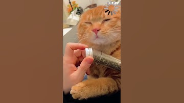 When a cat encounters catnip #foryou #fyp #cat #catsoftiktok