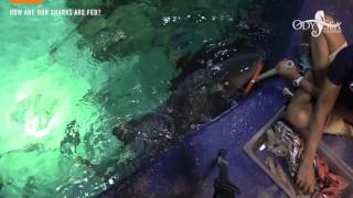 Feeding the sharks at OdySea Aquarium
