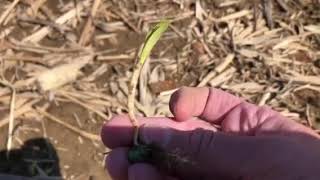 Potential Frost Damage on Corn