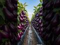 What a great Farming of Purple Eggplant 🍆#agriculture #farming #farm #farmer