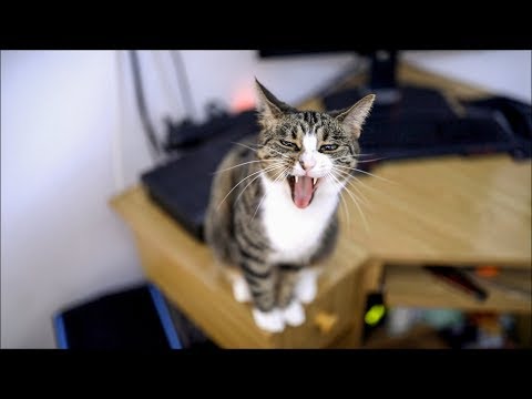 Video: Bronson De 33-pond Tabby Cat Is Op Een Strikt Dieet Om Gewicht Te Verliezen