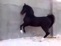 лошадь красива танцует