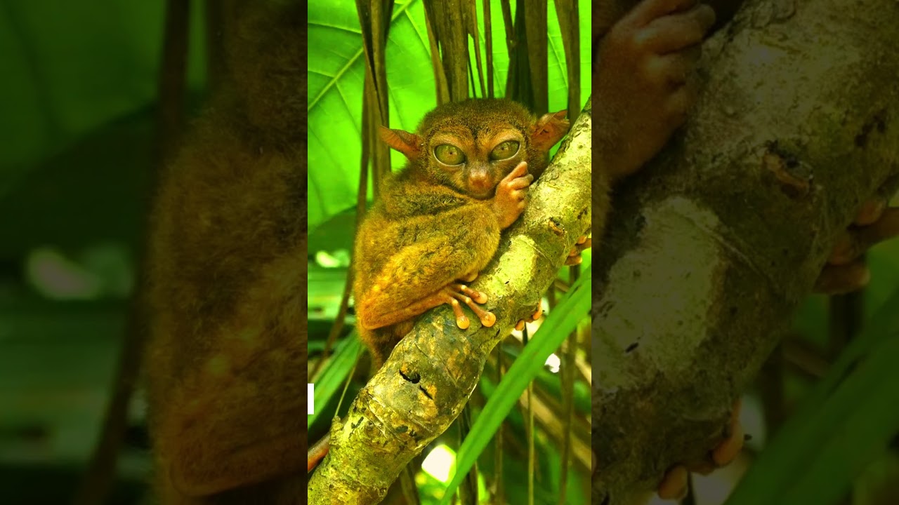 Tarsier  