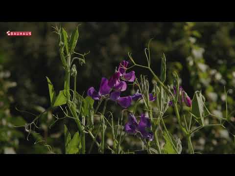 Video: Jestivo Cvijeće
