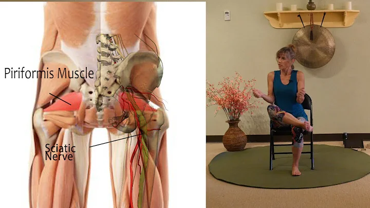 Where is the Piriformis Muscle & How Do you Stretc...
