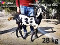 Hassan abdal goat farm 03474002020