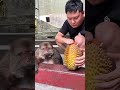 When You Want Durian, But They Keep Fumbling Xingxing Looks So Helpless