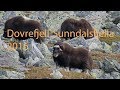 Dovrefjell-Sunndalsfjella National Park 2016