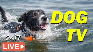 🔴[LIVE] DOG TV: Best Entertaining & Anti-Anxiety Videos for Dogs All Day - Ultimate Music for Dogs screenshot 5