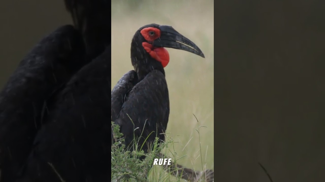 🐦 Rotgesicht-Hornrabe – Vogel voller Legenden 🌍