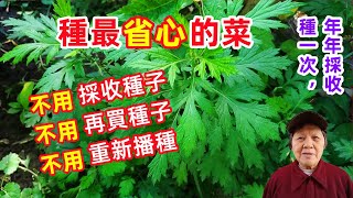 Grow these vegetables,don't need to sow seeds in spring 種這些菜最省心春天不用再播種