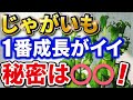#3.【ジャガイモ栽培】1番成長がイイ！秘密は⭕⭕【家庭菜園】