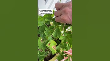 Garden Tips | Gardening | Geraniums | Plant Therapy | Gardening Tips for Beginners