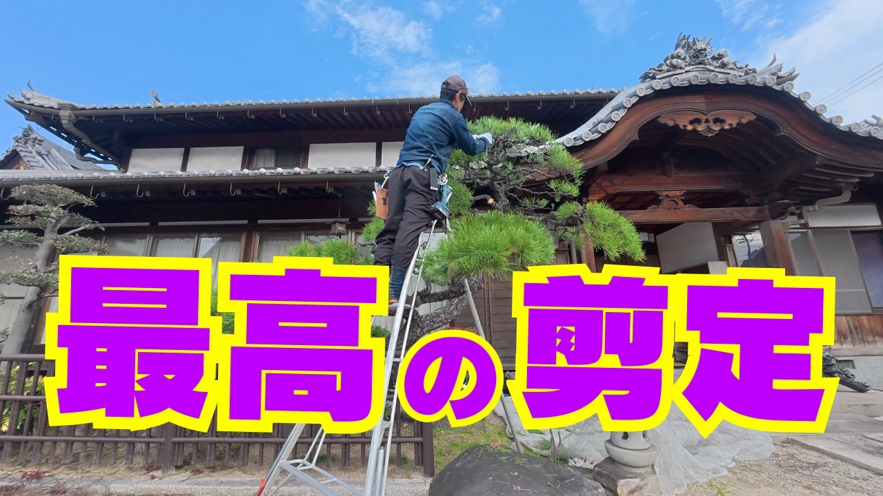 【黒松の剪定】格式あるお寺の松を整枝｜暮らしに寄り添う庭の再生in岡山