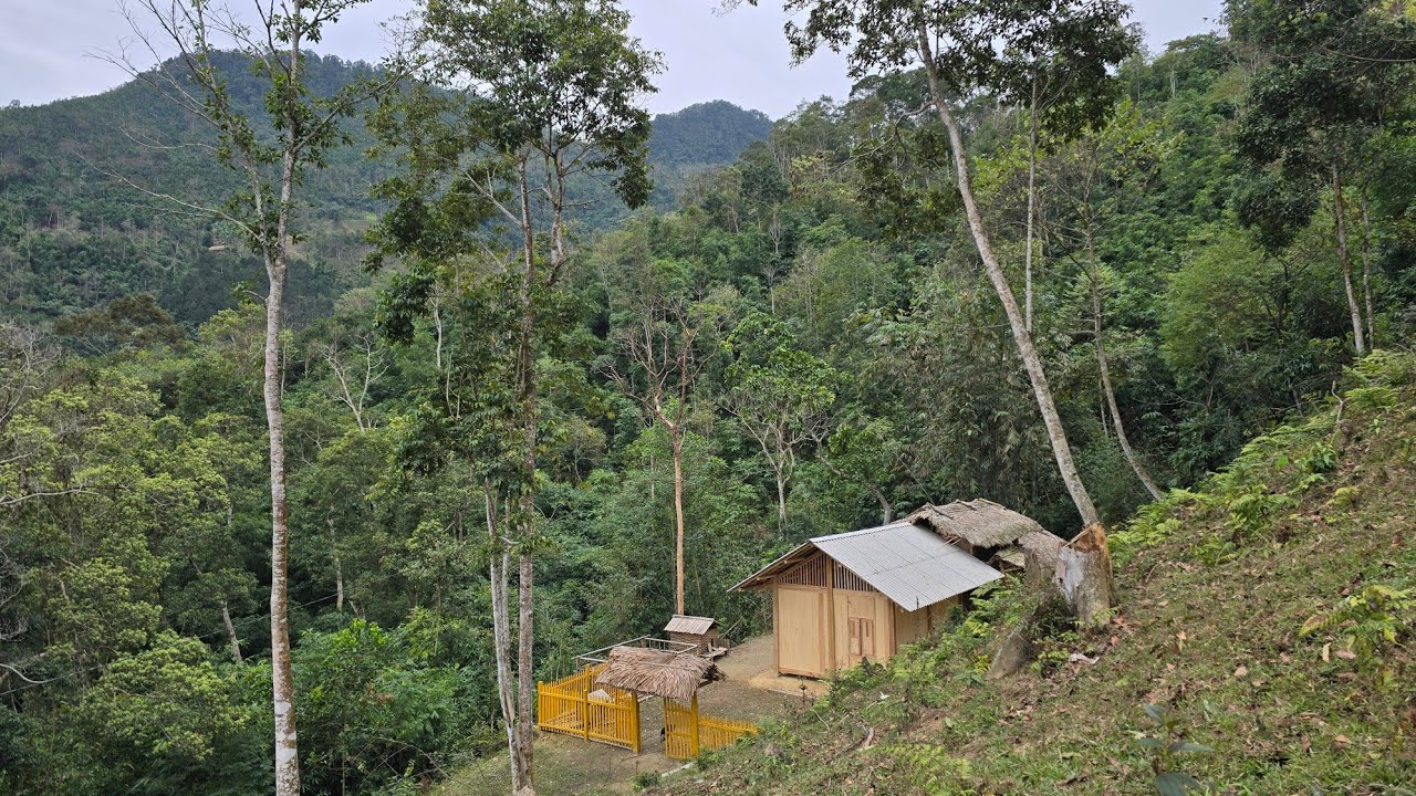 The life of a single woman living alone in the forest for 3 years | Lý ...