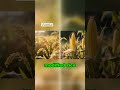 Biotech Innovations Changing Agriculture!