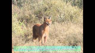 PANTERAS y FELINOS Nathalie.Lahura.avi screenshot 2
