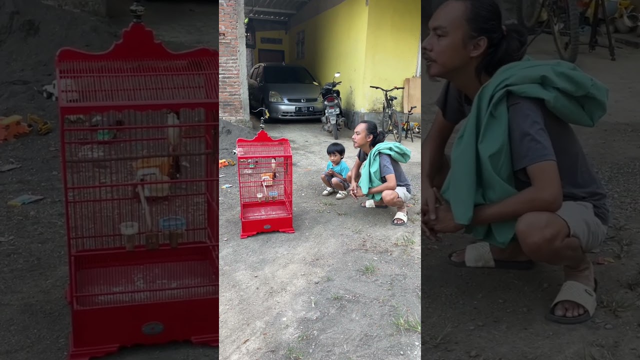 mantau Burung Gacor Ditemani Joki Kecil 