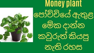 Money plant secret in Sinhala