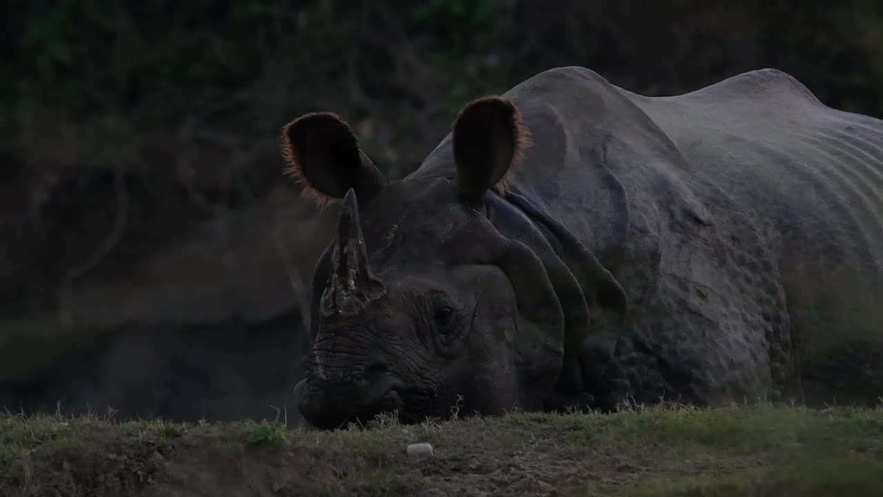 Huge Rhinoceros encounter at Chitwan Sauraha 