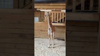 Azizi Talks...wants April To Come Inside, But Shes Busy Outside