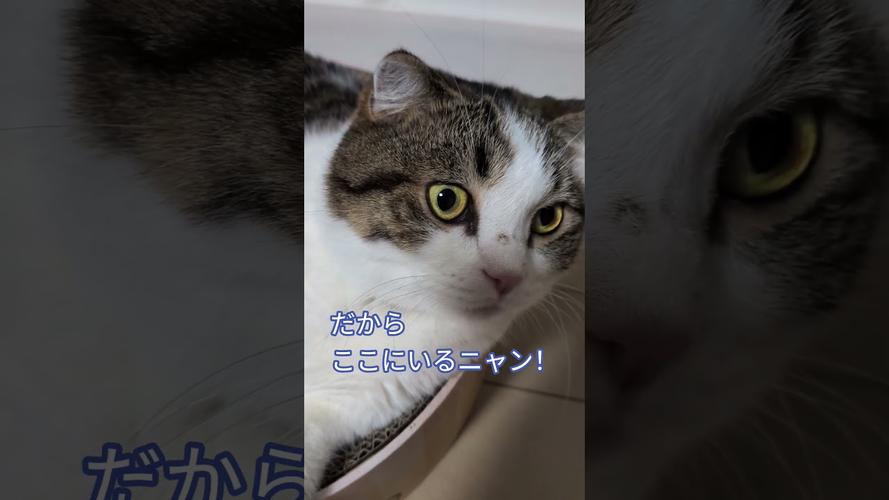 とらにゃん - YouTube