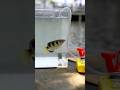 テッポウウオで水槽をを作る🇰🇭