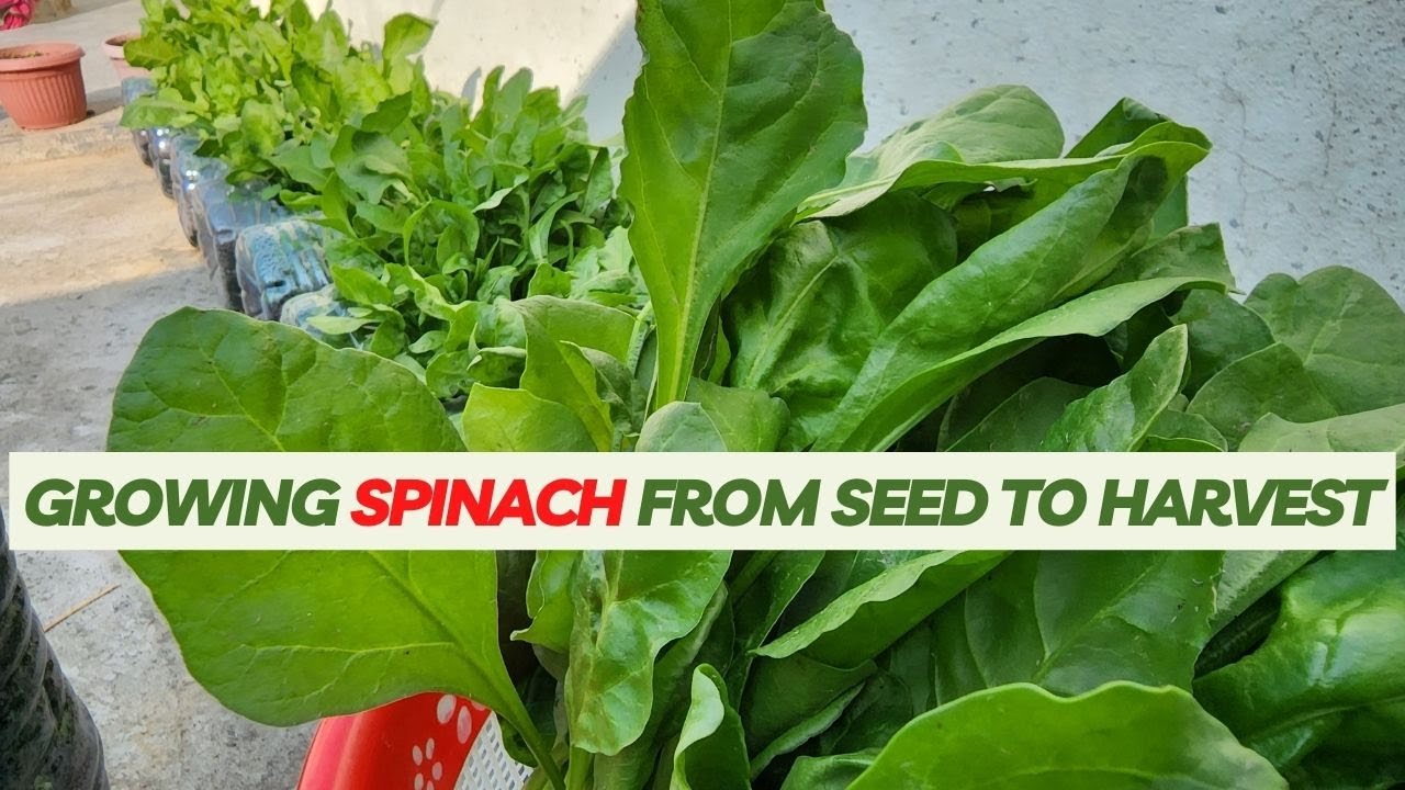 Growing Spinach From Seed To Harvest - DIY Recycled Plastic Bottles For Growing Salad