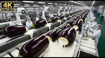 Inside a Modern Eggplant Factory: From Farm-Fresh Harvest to Premium Products (Full Process)