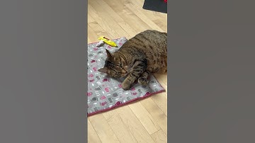 Arya plays with blue crayon #catnip toy! #cats #catshorts #catvideos #cute #cutecat #cutecats