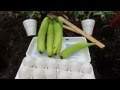 When He Said Why He Put An Egg And Banana In The Ground I Thought It Was A Joke. But The Result?