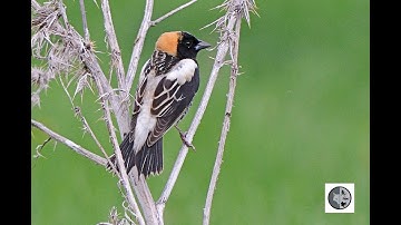 Chant du Goglu des prés/Song of the Bobolink