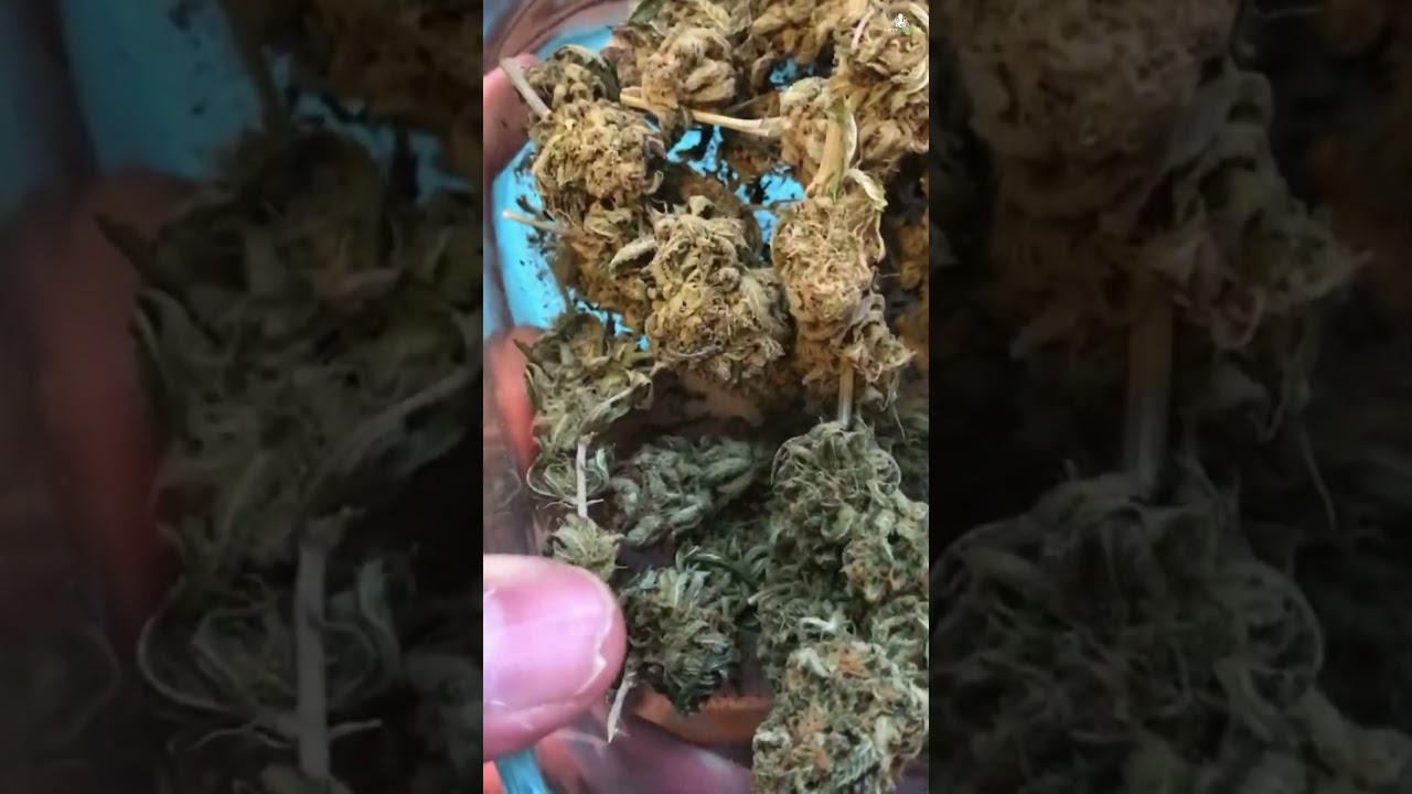 The Quickest Way to Get Rich With Ripper Seeds