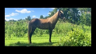 Rocky Mountain Gaited Pony X For Sale