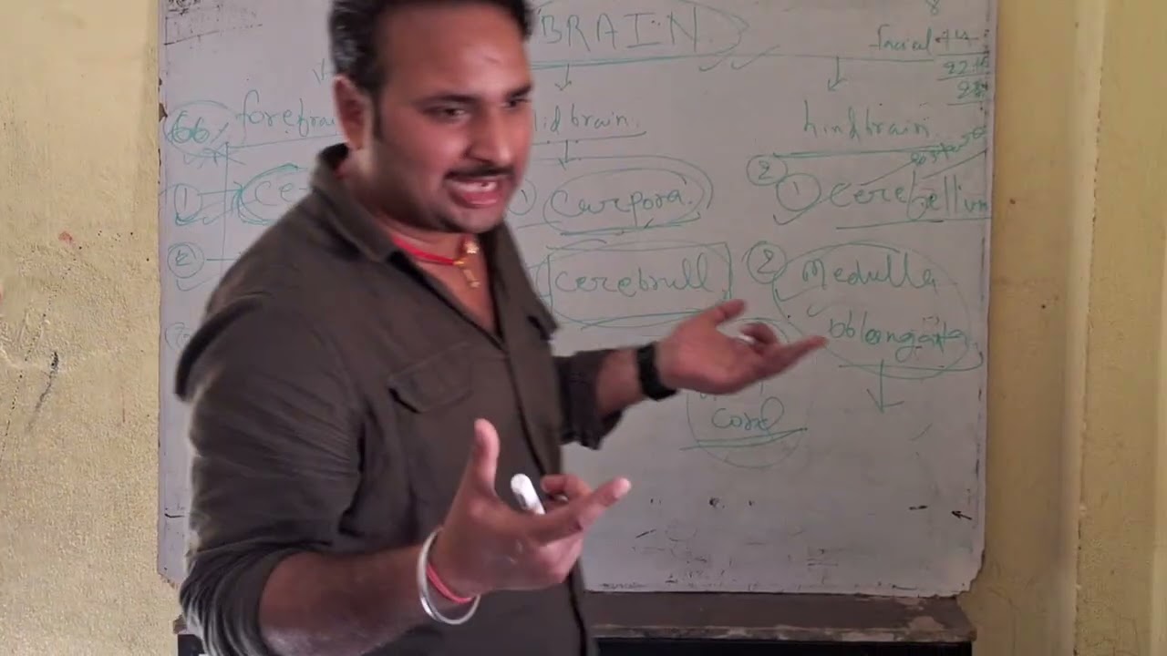 Brain 🧠..