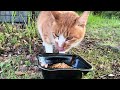 ご飯を食べるちゃ〜ちゃん。#猫動画