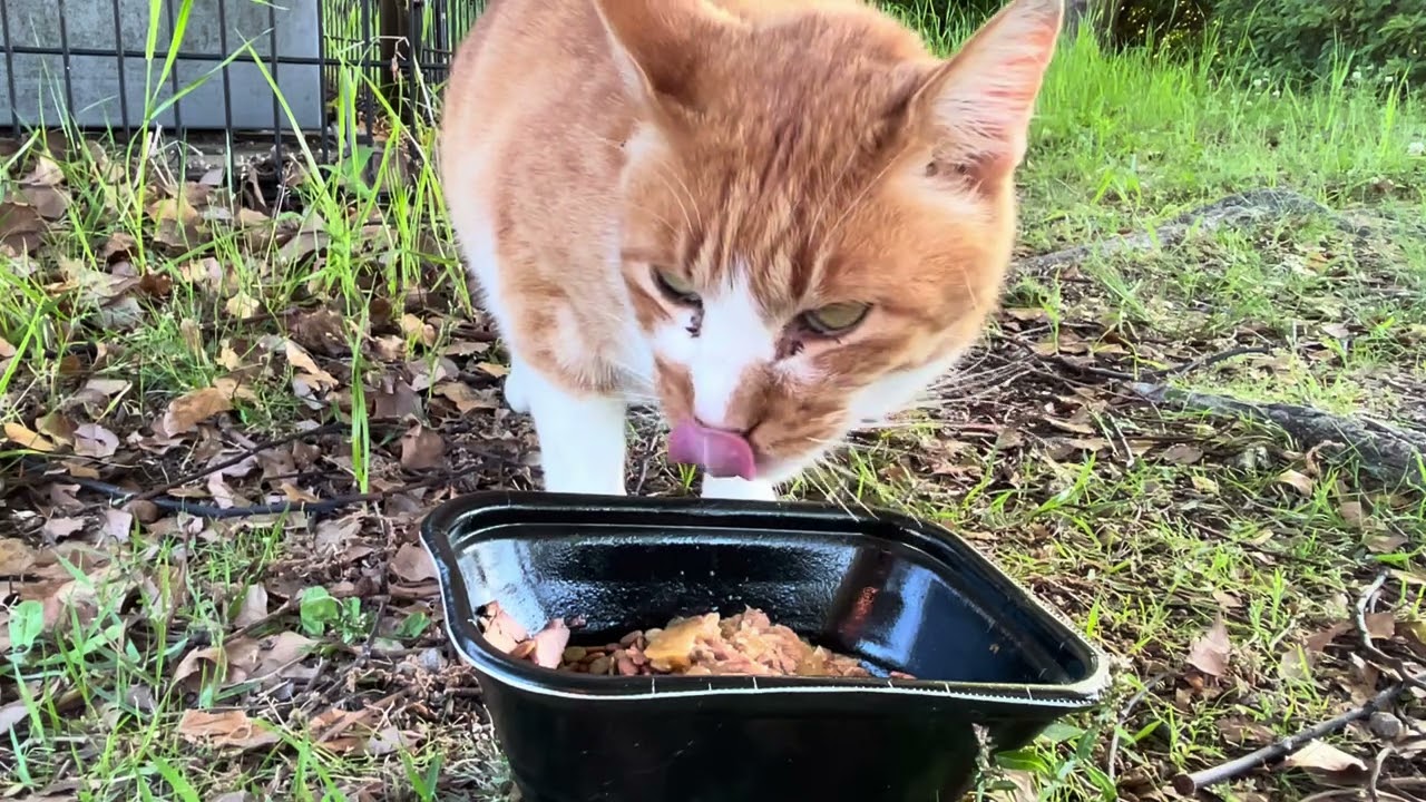 ご飯を食べるちゃ〜ちゃん。#猫動画