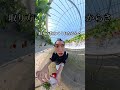 いちご狩り爆食いしてきたお!!うんめぇ!!!