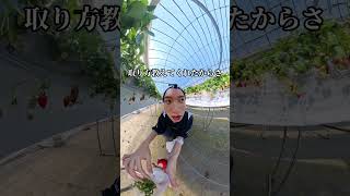 いちご狩り爆食いしてきたお!!うんめぇ!!!