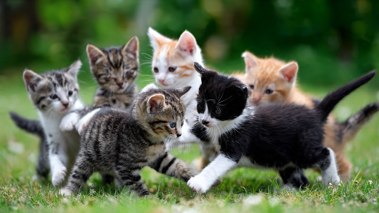 Kittens Punching Each Other Is The Cutest Thing You'll See Today!