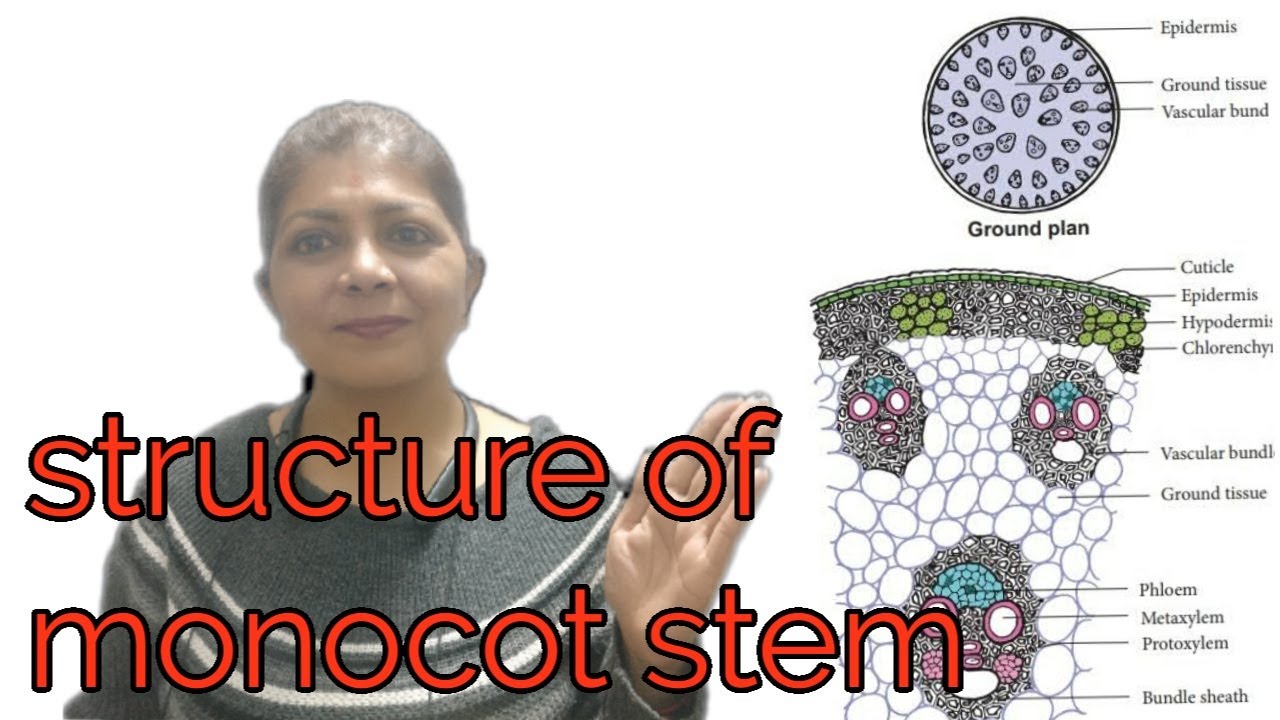 T S Of Monocot Stem Monocot Plant Dicot Stem Structure Dicot And Monocot Plant Youtube