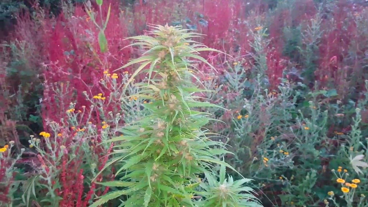 Big Bertha autoflower