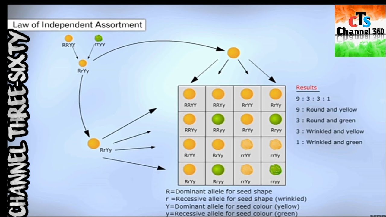 Mendal's Third Law Law Of Independent Assortment YouTube