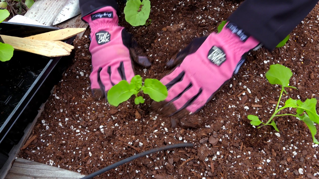 Cool Season Transplants