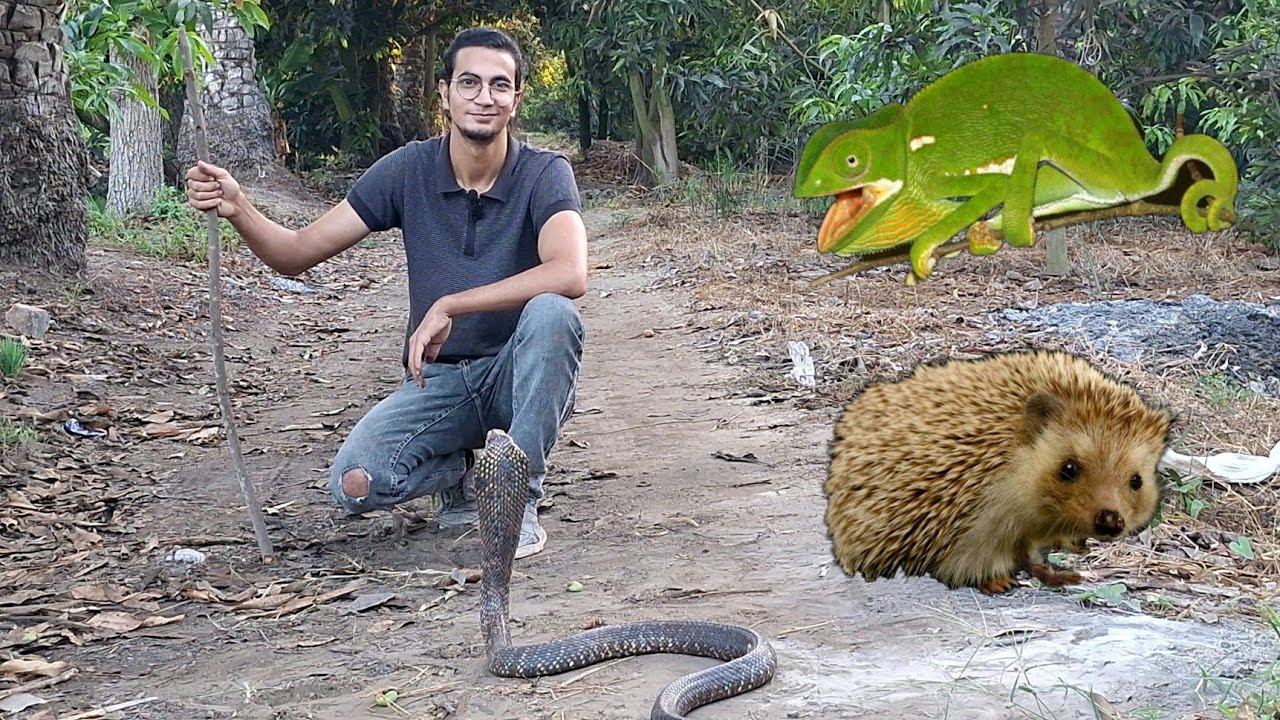 إطلاق سراح مجموعة من الزواحف المختلفة