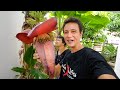 Eating Banana Flower!! 🍌  Plant Based Thai Food Recipe!!