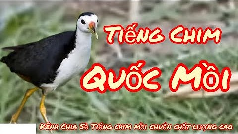 Tiếng Quốc Kêu, Tiếng Chim Quốc Mồi,Chuẩn O Tạp Âm.