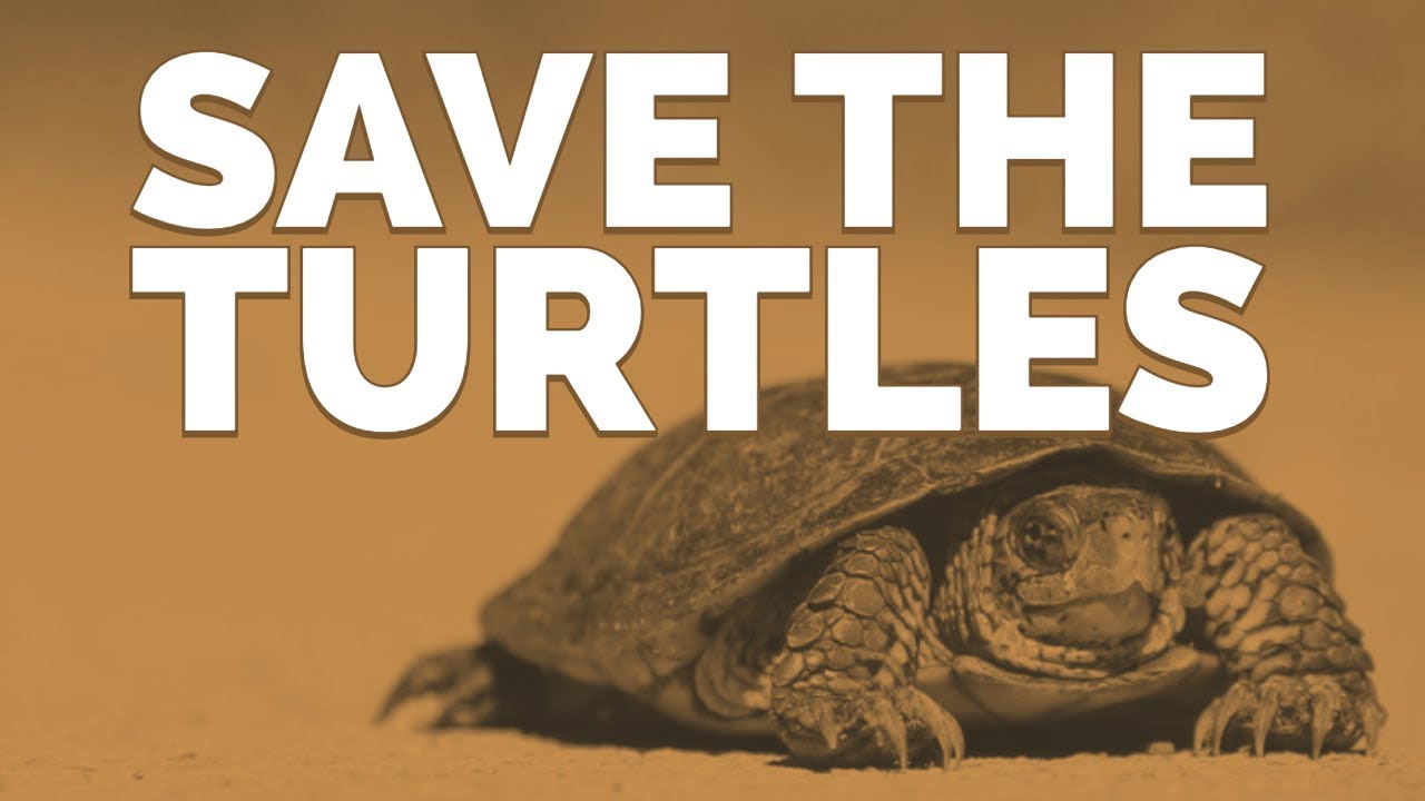 jersey shore family vacation Save the Turtles — How to protect turtles on land