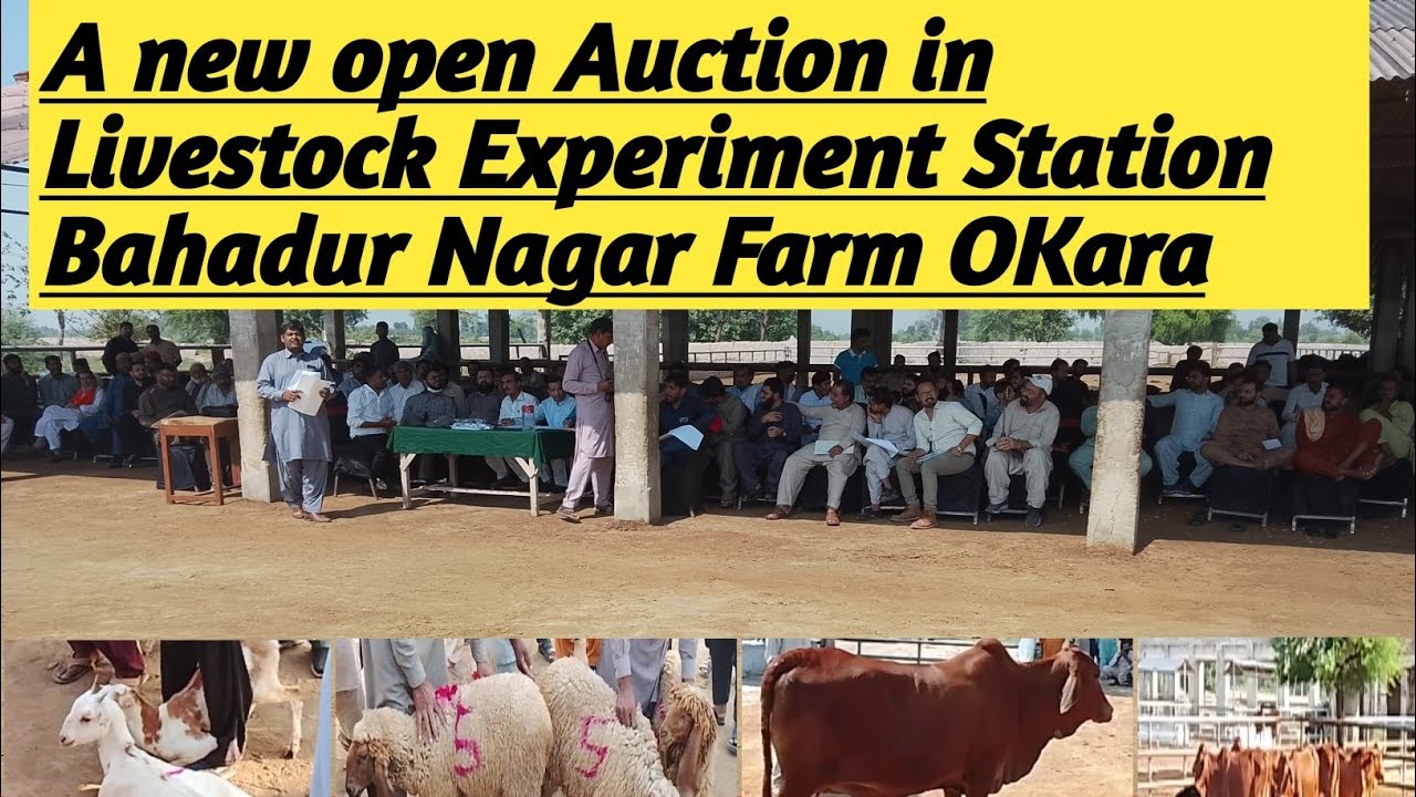 Open auction 2025:livestock animals sells auction:bahadur nagar farm okara